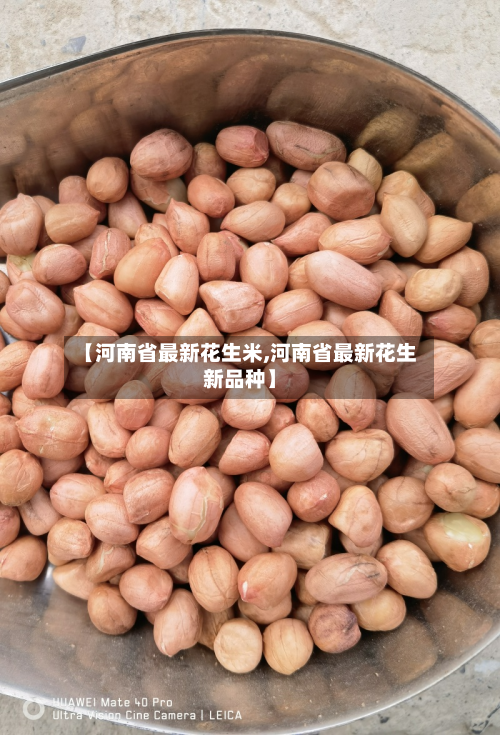 【河南省最新花生米,河南省最新花生新品种】