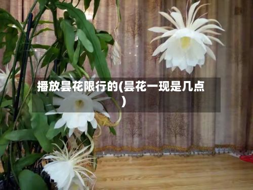 播放昙花限行的(昙花一现是几点)-第2张图片